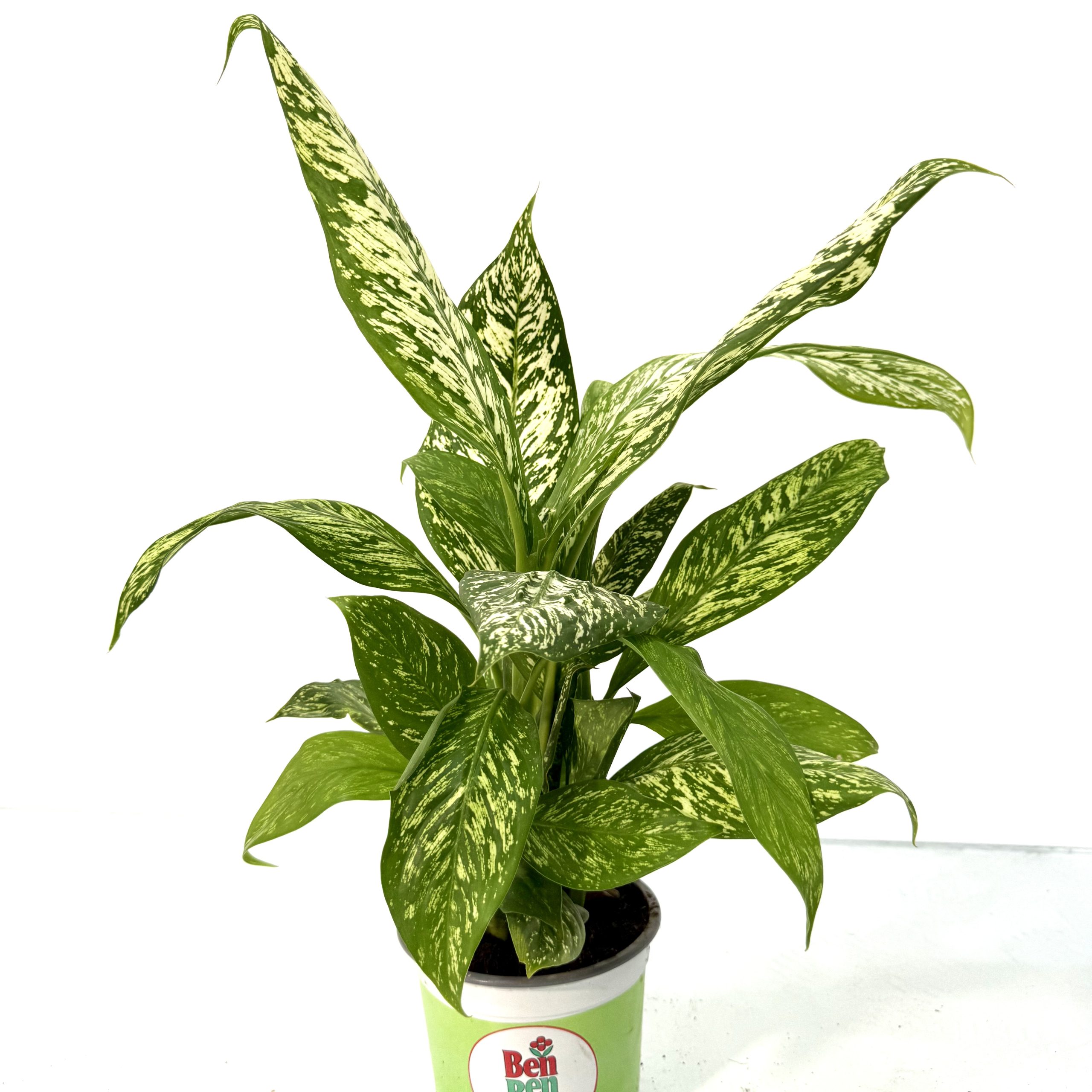 דיפנבכיה מארס