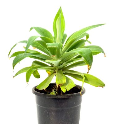 אגבה 10 ליטר