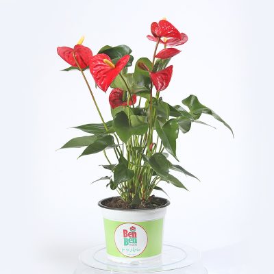 אנטוריום ג׳מבו רד