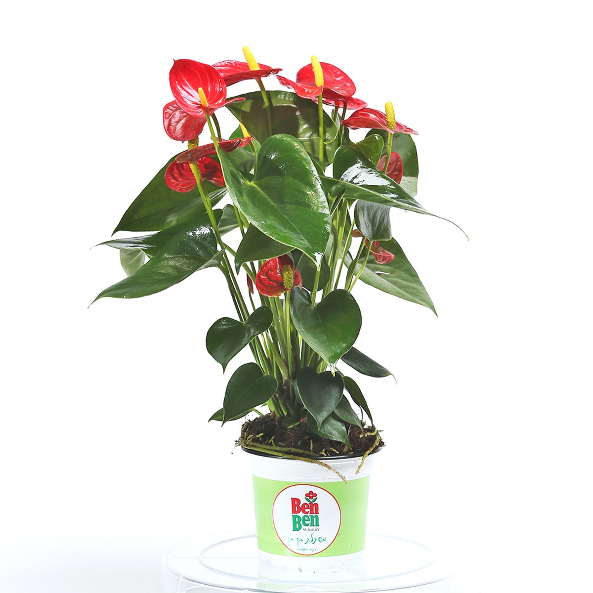 אנטוריום ג׳מבו רד – תמונה 2