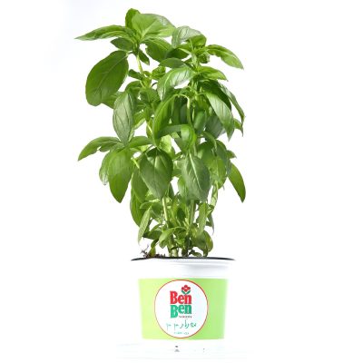 בזיליקום - משתלת בן בן