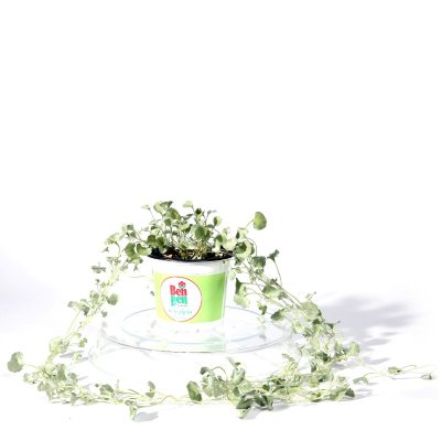 דיכונדרה אפורה