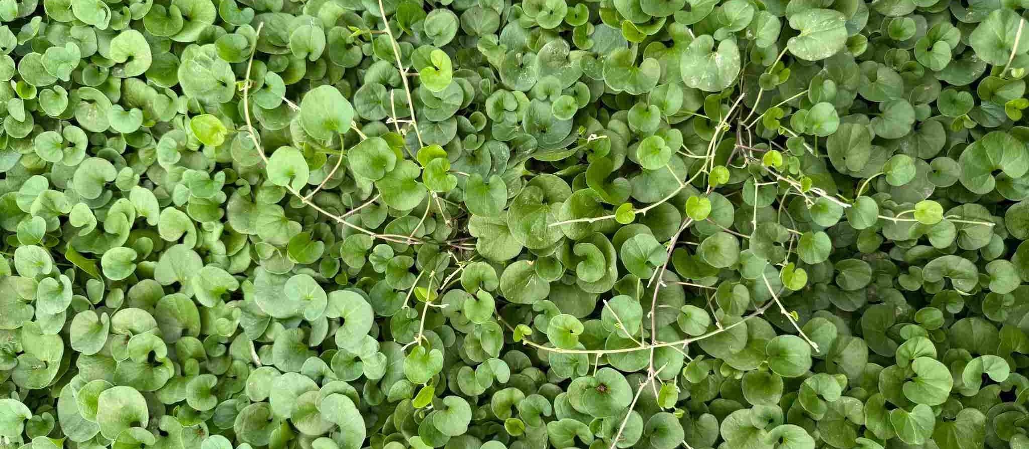 dichondra-green