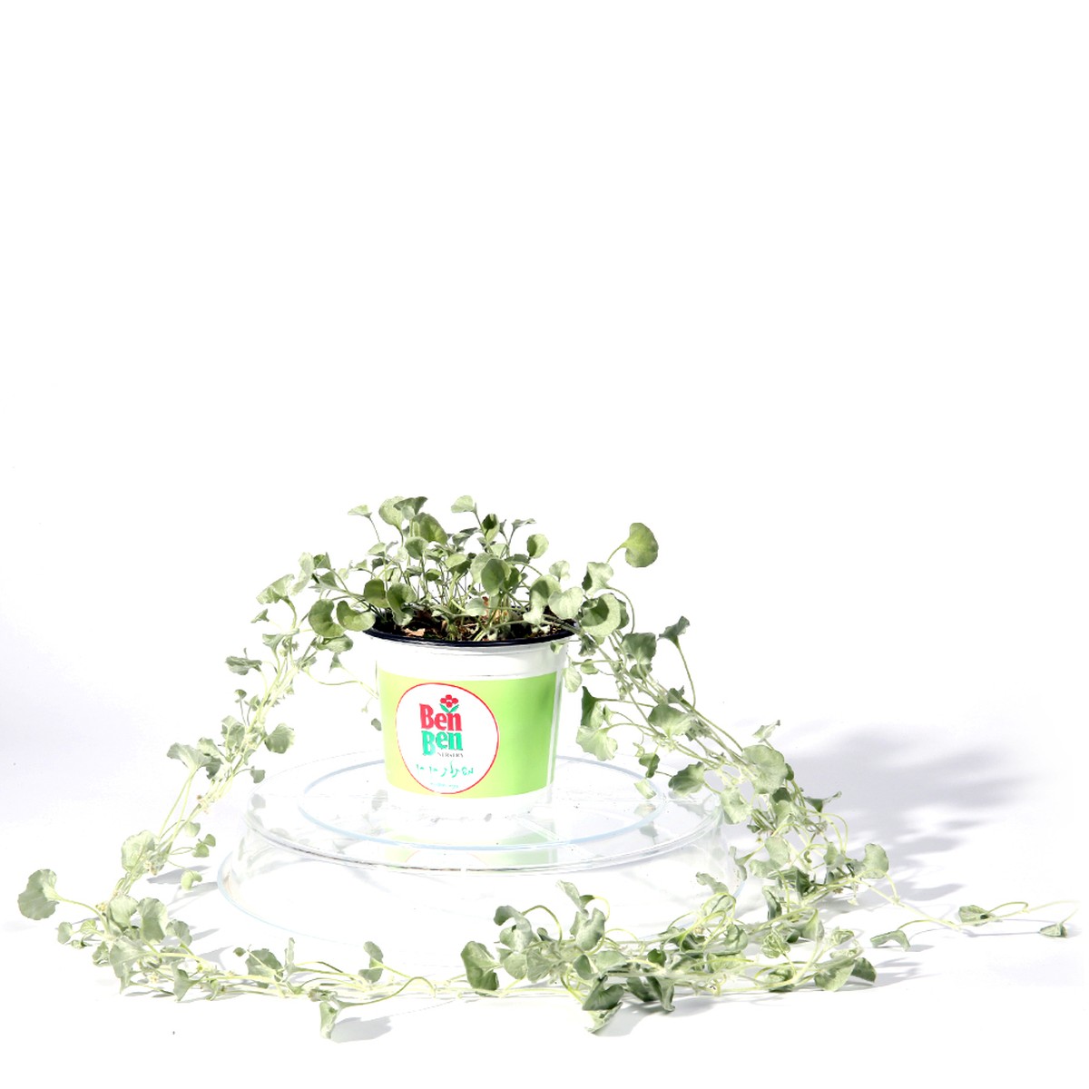 דיכונדרה אפורה