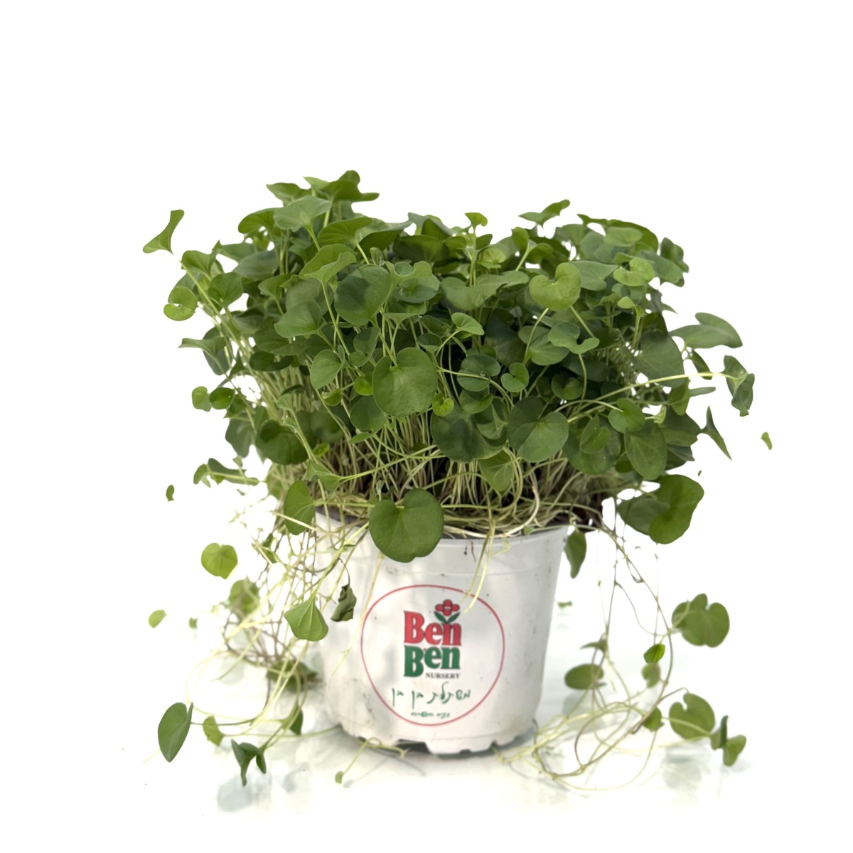 דיכונדרה ירוקה