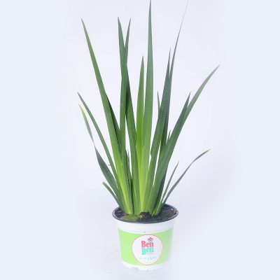 דייטס 4 ליטר