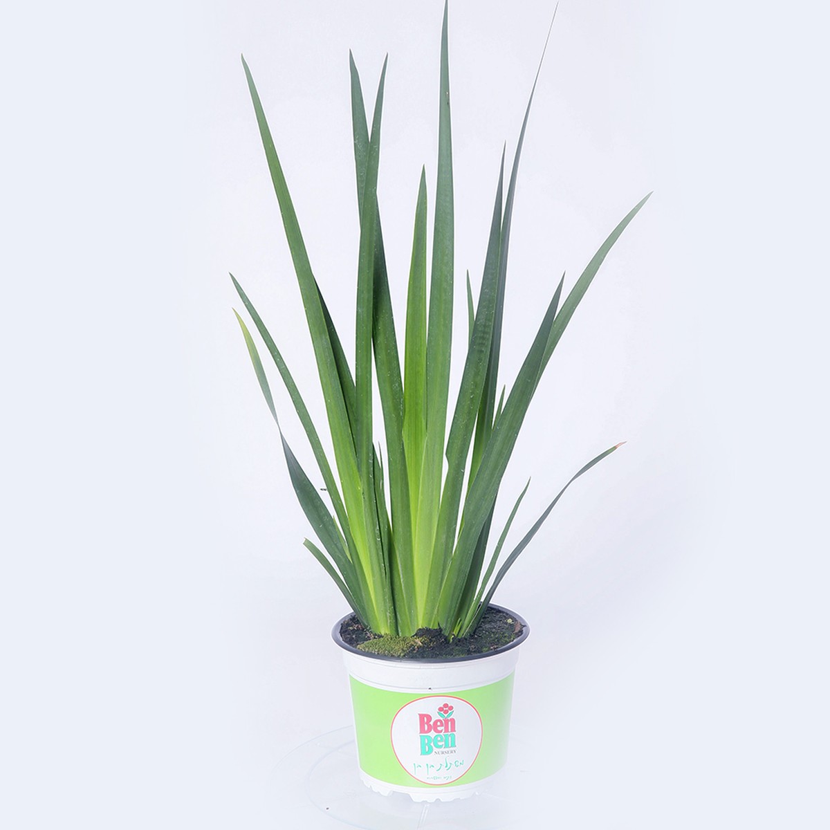 דייטס 4 ליטר