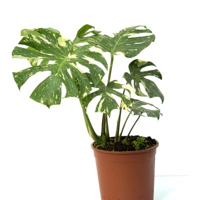 מונסטרה תאי