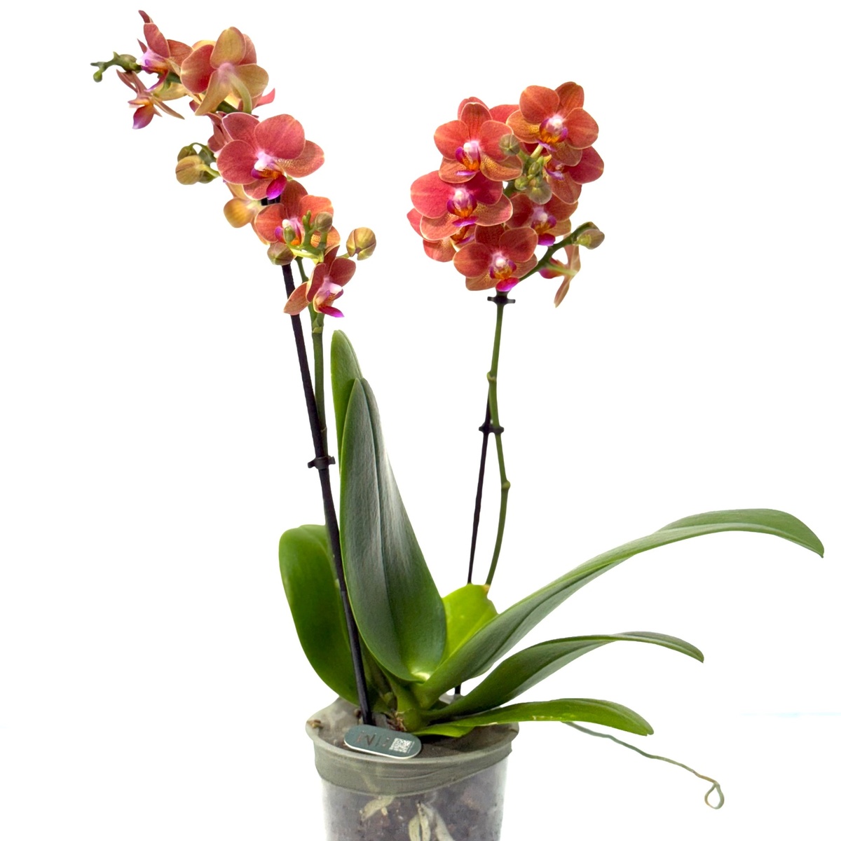 סחלב 2 ענפים מולטי כתום