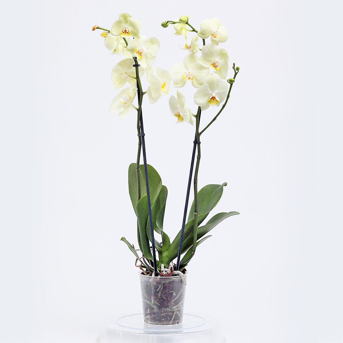 סחלב שתי ענפים לבן