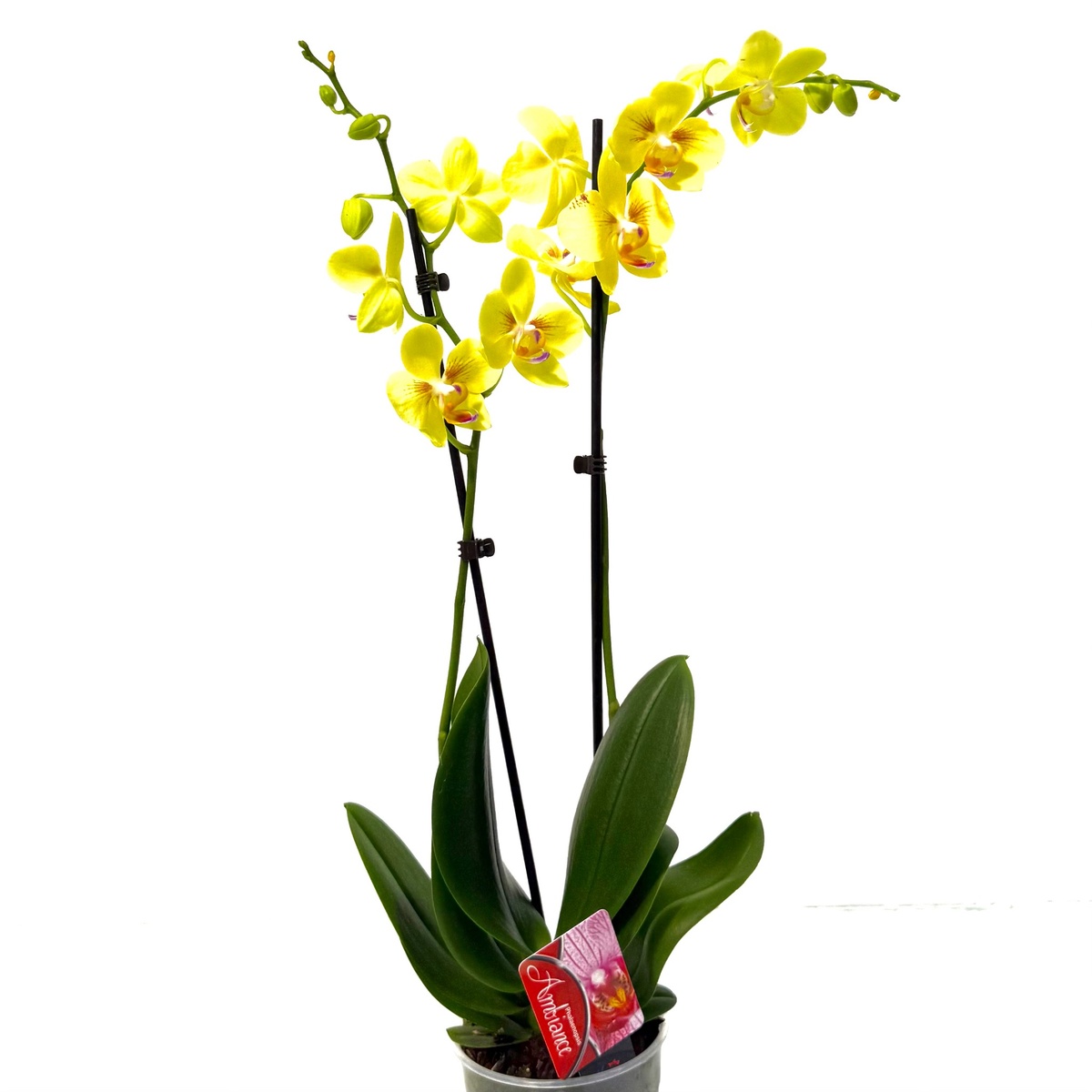 סחלב מולטי 2 ענפים צהוב