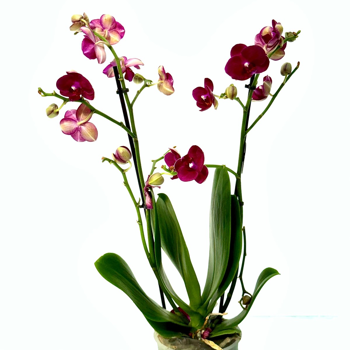 סחלב מולטי 2 ענפים