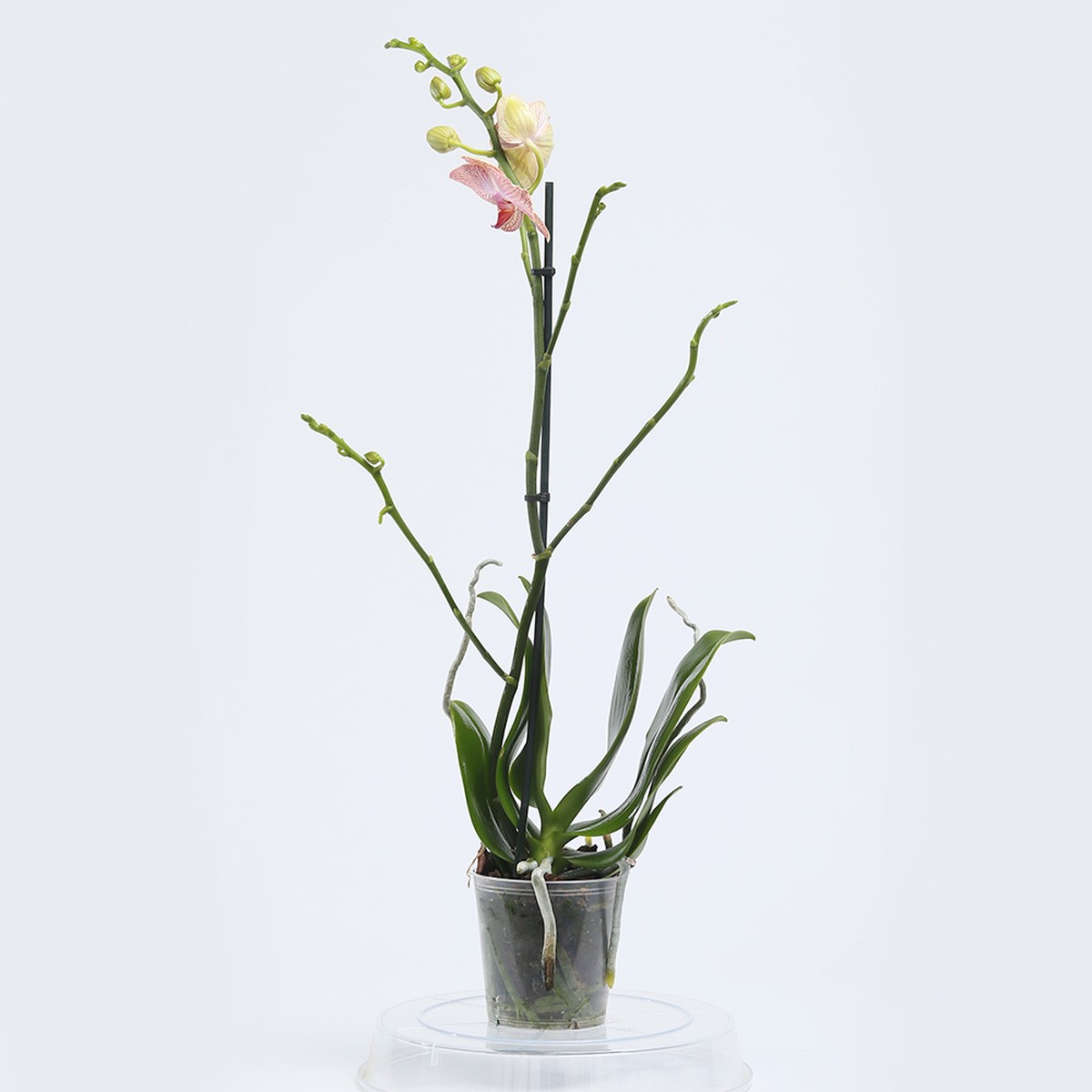 סחלב ענף אחד