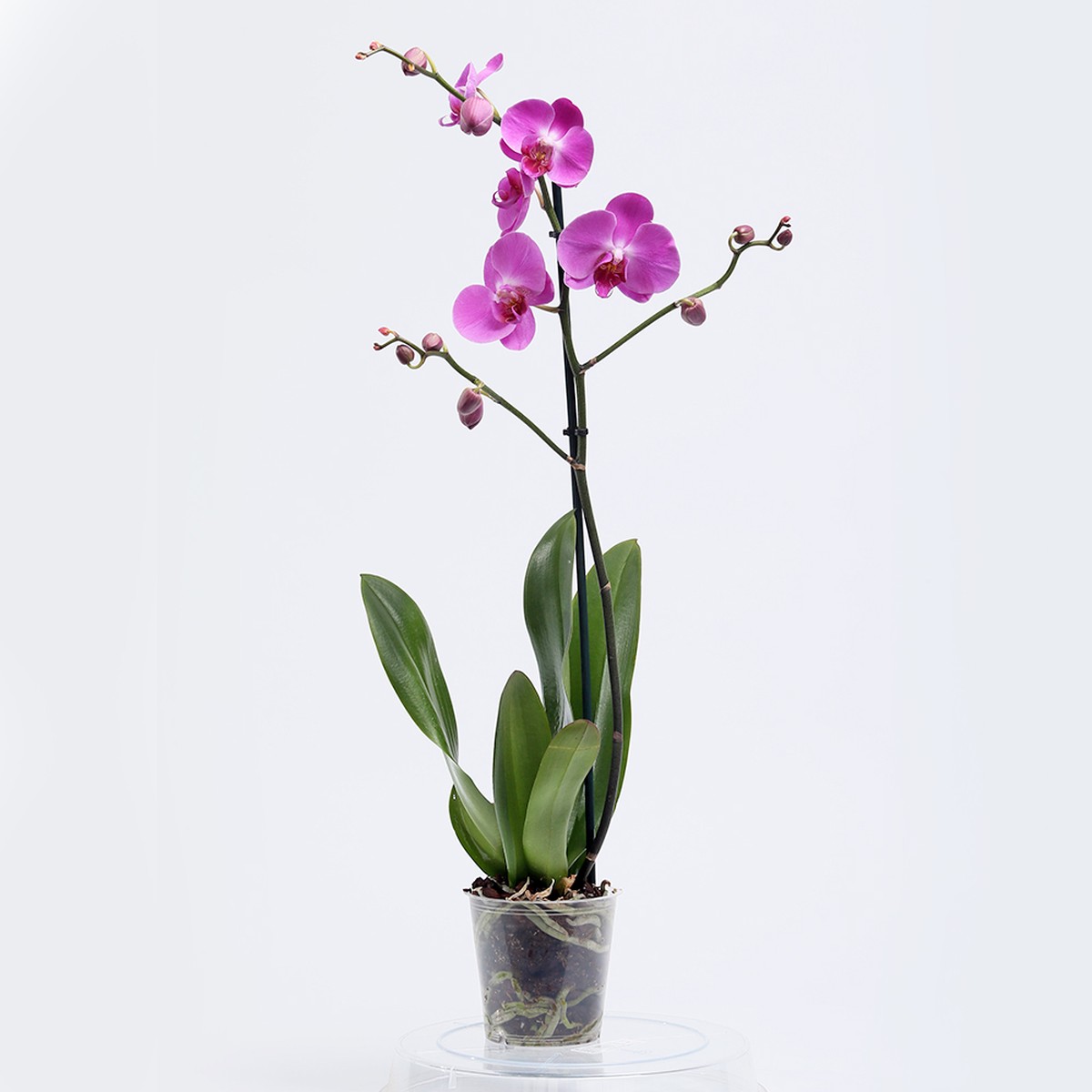 סחלב ענף אחד