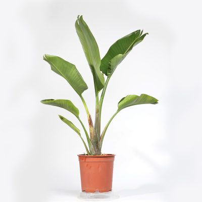 ציפור גן עדן ניקולאי