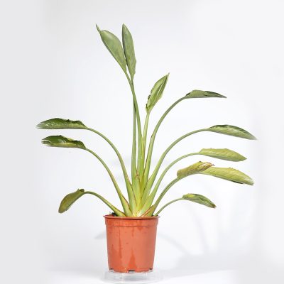 ציפור גן עדן רג׳ינה 10 ליטר